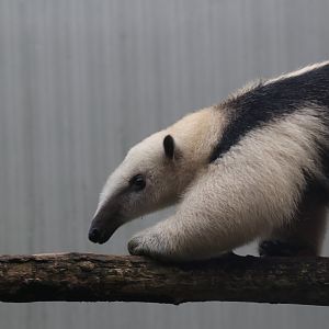 Southern tamandua