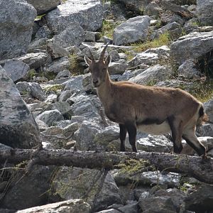 Alpine ibex