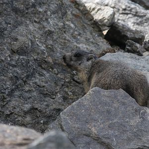 Alpine marmot