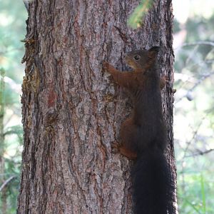 Red squirrel