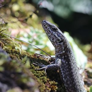 Common wall lizard
