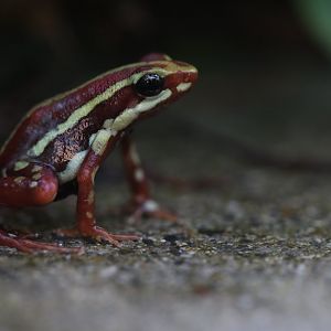Phantasmal poison frog