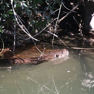 European otter