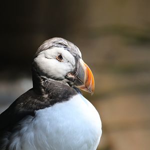 Common puffin