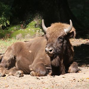 European bison