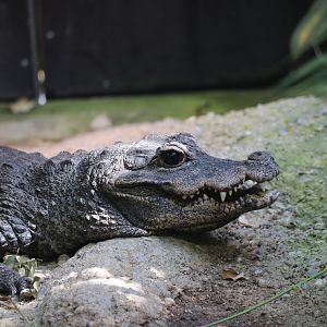 Dwarf crocodile