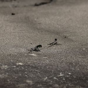 Escaped young basilisks outside the tropical builing