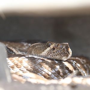 Rattlesnake