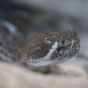 Juvenile rattlesnake