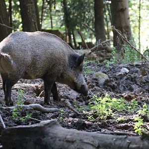 Wild boar