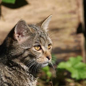 European wildcat