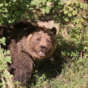 European brown bear