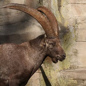 Alpine ibex