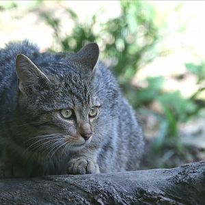 European wildcat