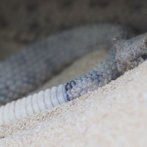 Sidewinder rattlesnake