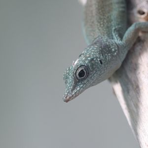 Anolis