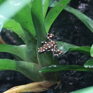 Marañón poison frog