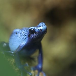Blue poison dart frog
