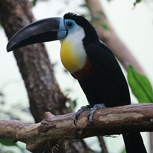Channel-billed toucan