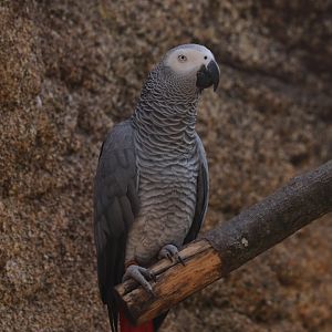 Grey parrot