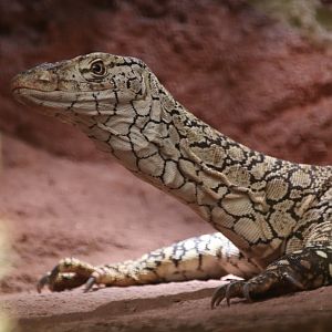 Perentie