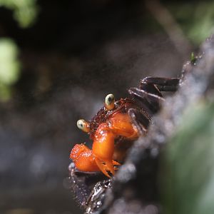 Vampire crab