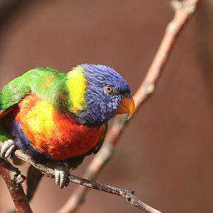 Rainbow lorikeet