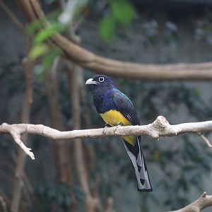 Green-backed trogon