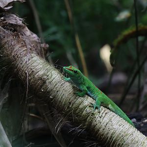 Madagascar day gecko
