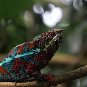 Panther chameleon male