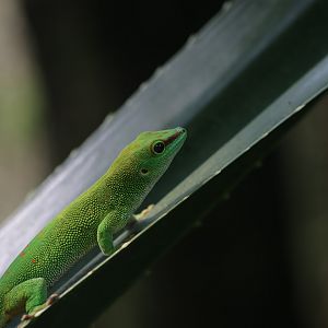 Madagascar day gecko