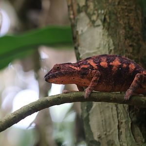 Panther chameleon female