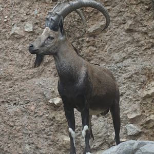 Nubian ibex