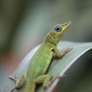 Anolis