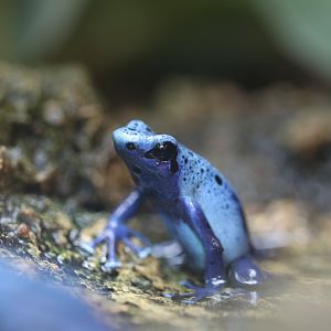 Blue poison dart frog