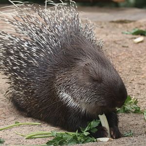 African crested porcupine