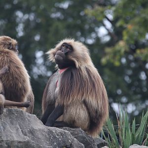 Gelada