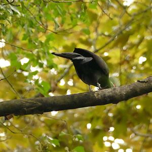 Escapee, September 2021