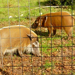 Red River Hogs, September 2021