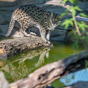 fishing cat