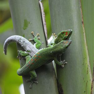 Madagascar giant day gecko [2020]
