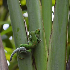 Madagascar giant day gecko [2020]