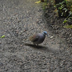 Malagasy turtle dove [2020]