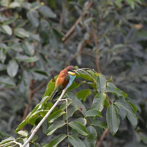 European bee-eater [2020]