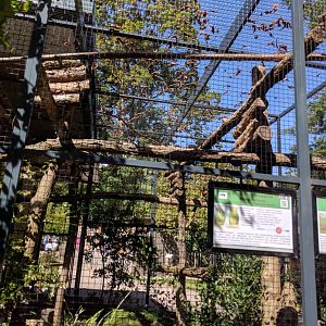 Lilacine Amazon Aviary