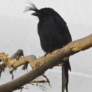 Crested drongo [2020]