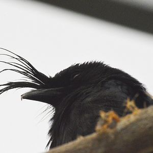 Crested drongo [2020]