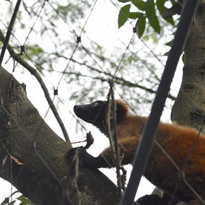 Red ruffed lemur [2020]