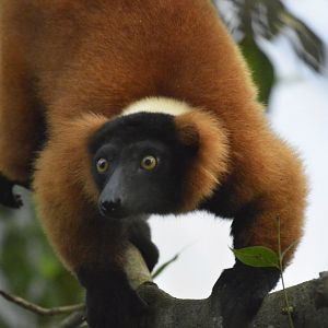 Red ruffed lemur [2020]