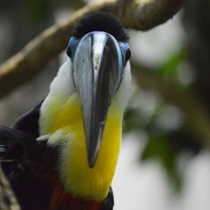 Channel-billed toucan [2020]